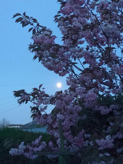 The almost full moon, shining between flower-laden branches of a cherry tree. The sky is a cobalt blue dusk; the flowers are pale pink, and the leaves are maroon. There is a house just visible behind the tree, and beyond that an ink-black sea.
