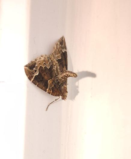 a brown moth on a white windowframe, with its body sharply arched up so that it looks like a horn. The moth wings have a paler lower margin that forms a toothed pattern, with dark crescents, and there is a pale lateral band about 2/3 up the wing. the use of a flash at closeup has created a dramatic shadow showing the reflexed body.