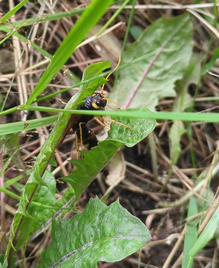 closeup of dandelion leaves and blades of grass with the face of a rather large sawfly peeping out. It has bright yellow antennae and legs and a black body.