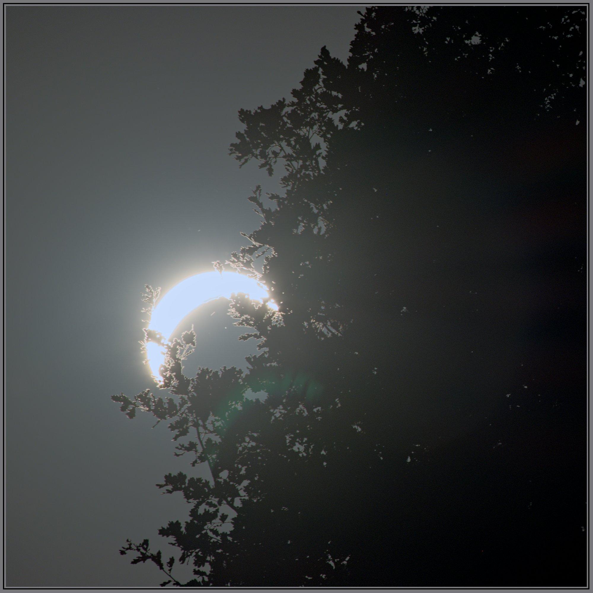 Photo of the solar eclipse with the sun shining through a tree
