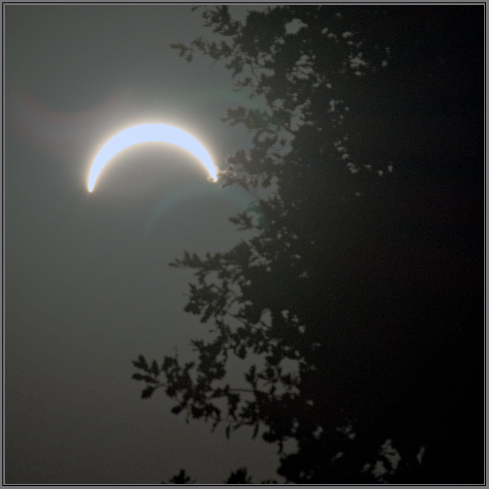 Fullest coverage we had in the Netherlands of the solar eclipse close to some leaves on a tree