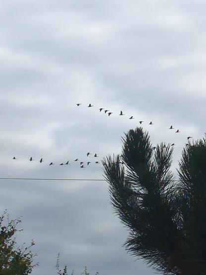 a V of about 40 geese flying south, on a grey sky behind a pine tree.