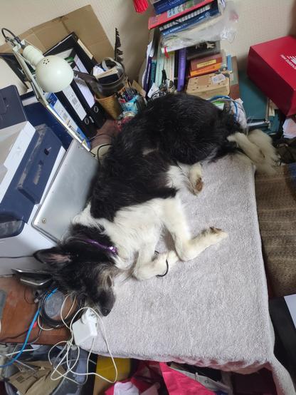 A black and white furry dog with pointed ears, asleep on a desk. Their head is resting against a (warm) printer and their butt is against a stack of Tibetan CDs and some books. They occupy the entire desk. They are comfy.