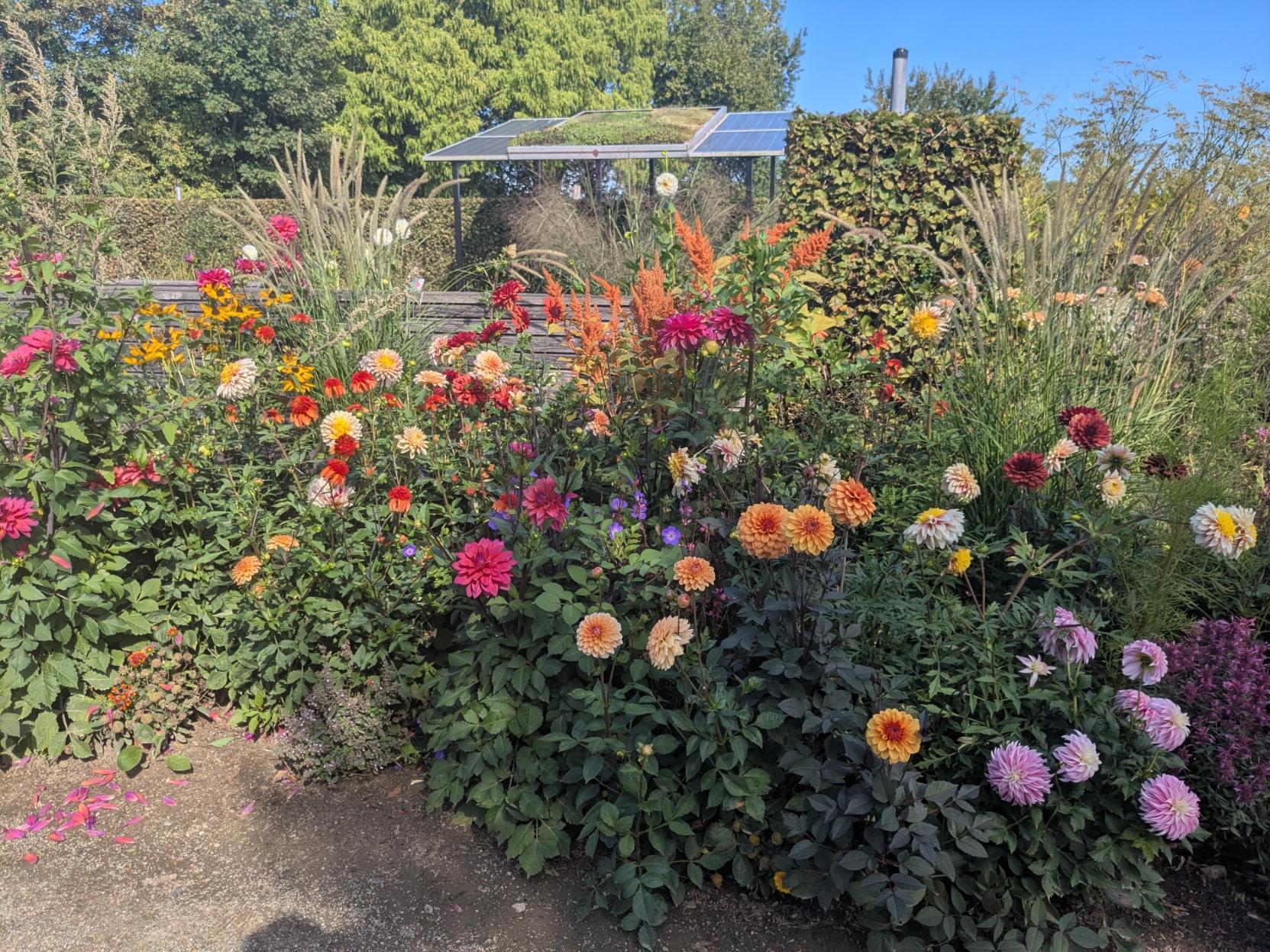A small jungle of dahlias in all shapes and colours, some amaranths and high grasses between them  in the background high trees and a garden house with glass walls and a green roof with solar panels