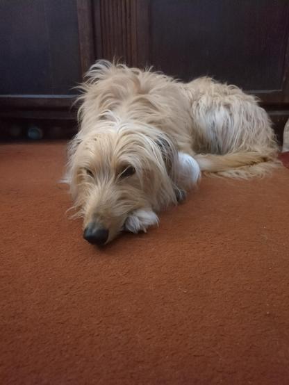 A honey-colored dog with long fur, soulful dark eyes, and an aristocratic nose is resting their head on one paw and looking, meaningfully, slightly away from the camera.